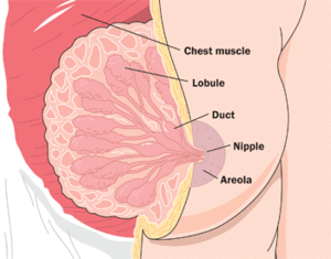 breast diagram